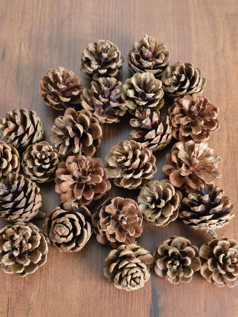 Natural Pine Cones (24 Nos) | 5cm